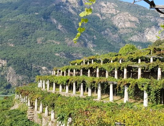 Carema doc 2018. Cantina Dei Produttori di Carema