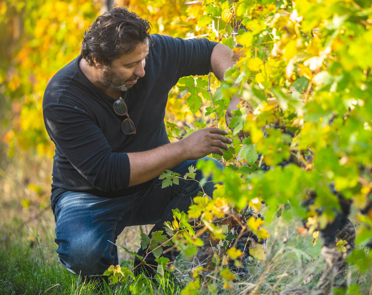 Timorasso Brezza D'Estate Riserva Colli Tortonesi doc 2018. I Carpini